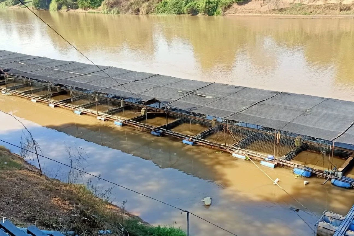 2เขื่อนปล่อยน้ำ ส่งผลดีต่อผู้ประกอบการเลี้ยงปลาในกระชัง
