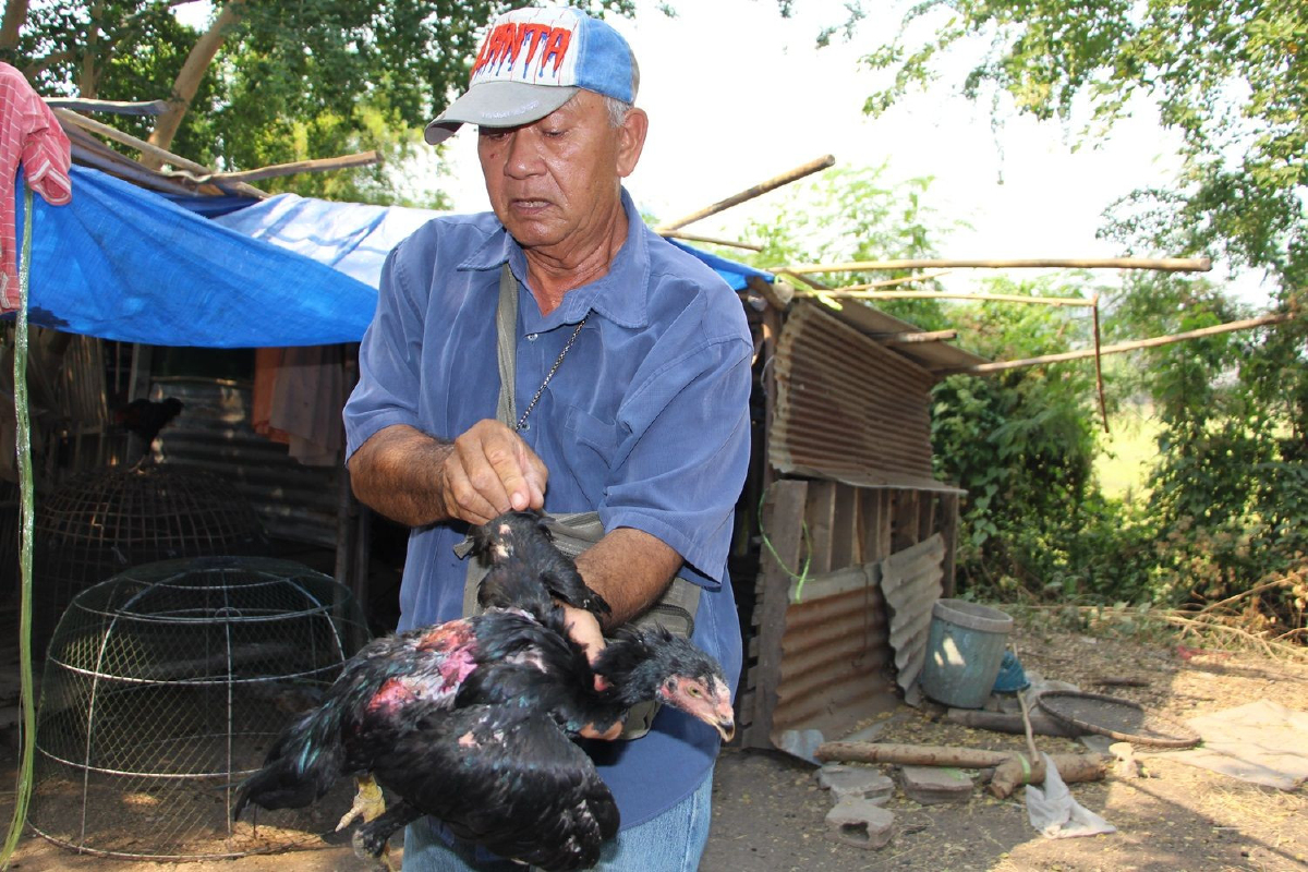 ลุงโวยหมามากัดไก่ชนสายพันธุ์เมียนมา3รอบเสียหายหลายแสน ลุงโวยหมามากัดไก่ชนสายพันธุ์เมียนมา3รอบเสียหายหลายแสน