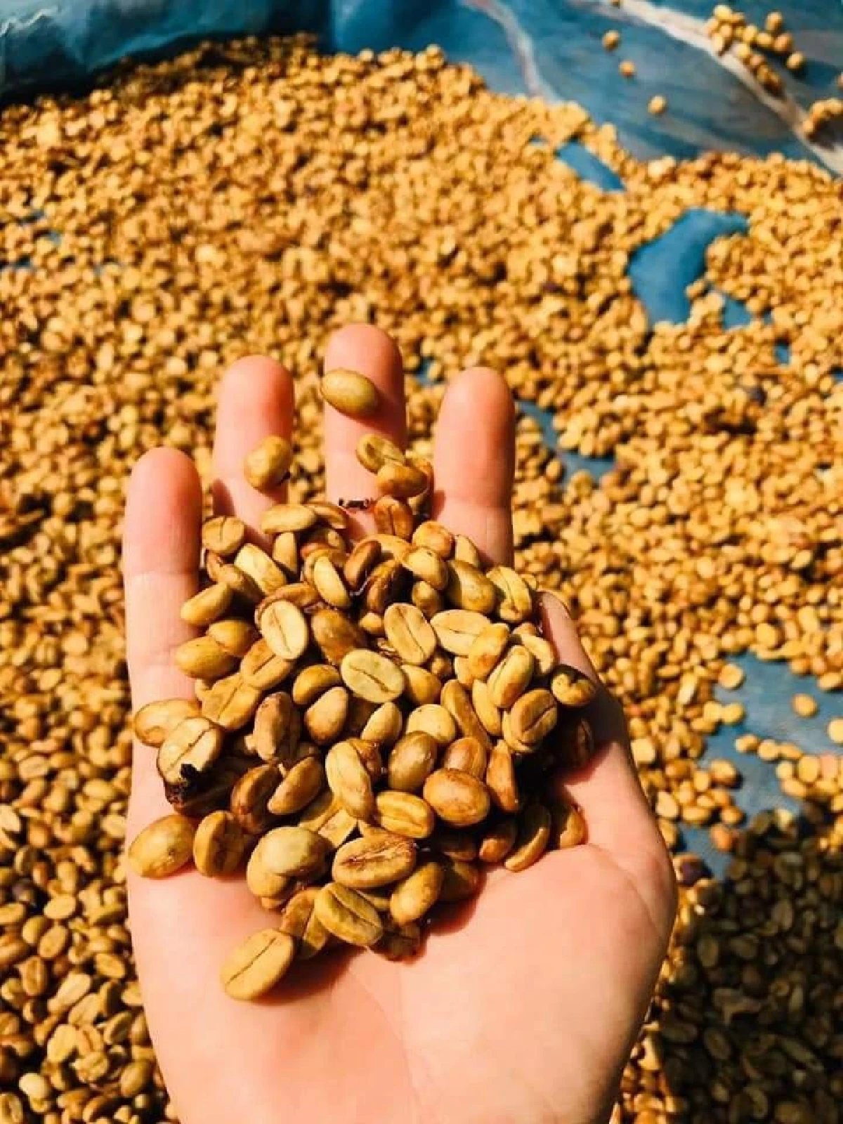 ดริปกาแฟบนมอ’ไซค์ “สมพงษ์ เม่อโปะ” อาข่าหนุ่มผู้หวังพัฒนากาแฟชาวเหนือ