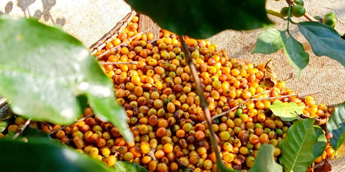 ดริปกาแฟบนมอ’ไซค์ “สมพงษ์ เม่อโปะ” อาข่าหนุ่มผู้หวังพัฒนากาแฟชาวเหนือ