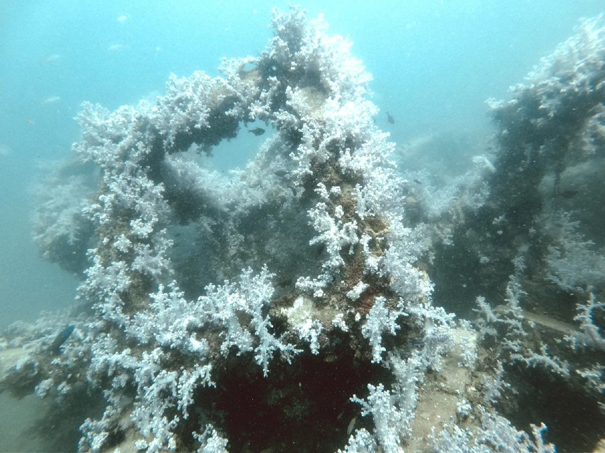 สุดงดงาม! ชมภาพใต้น้ำแนวปะการังเทียม เกาะลิบง