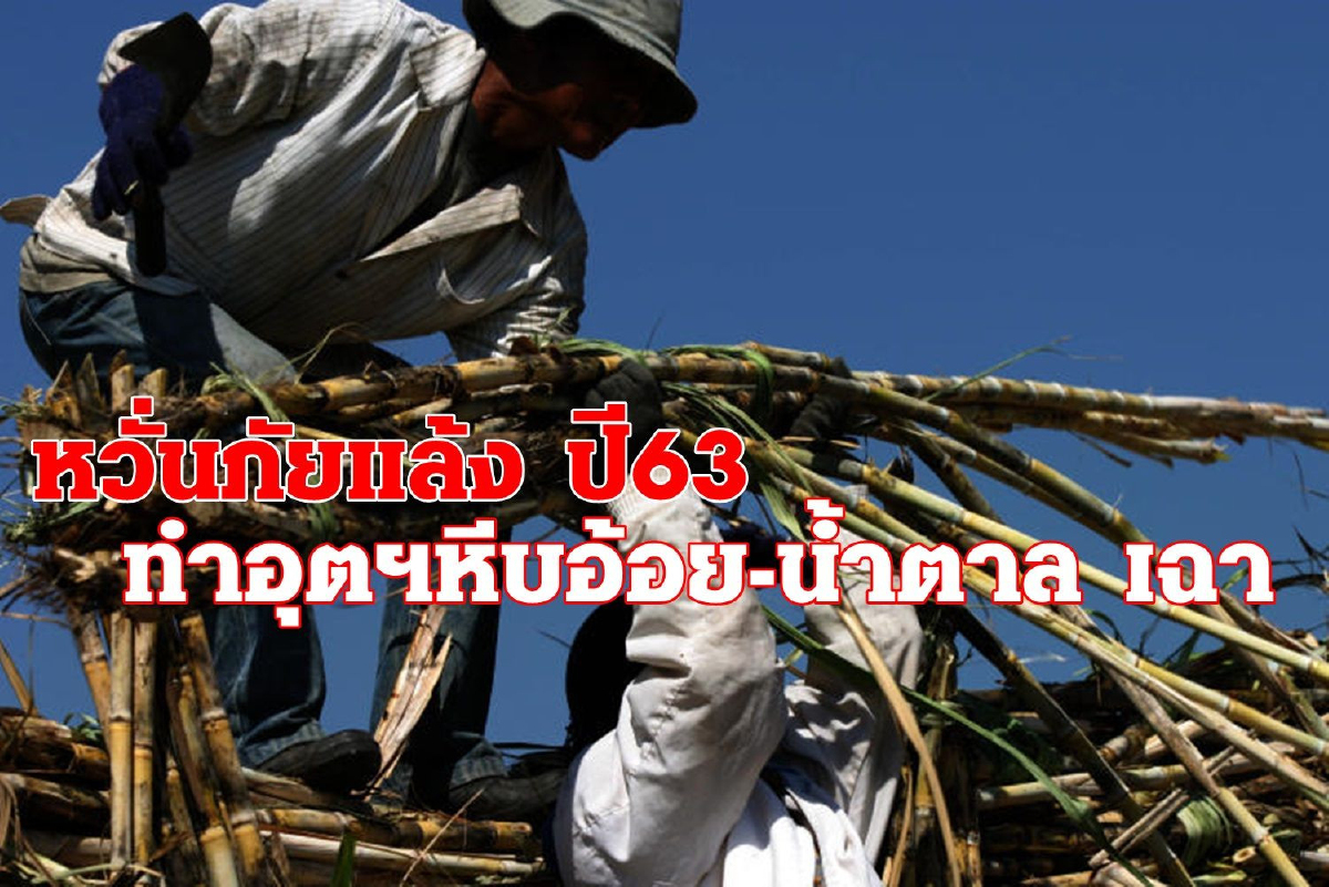 ภัยแล้งปี63นี้ ทำอุตฯหีบอ้อยเฉา-ลุ้นราคาน้ำตาลโลกฟื้นตามราคาน้ำมันแพง ภัยแล้งปี63นี้ ทำอุตฯหีบอ้อยเฉา-ลุ้นราคาน้ำตาลโลกฟื้นตามราคาน้ำมันแพง