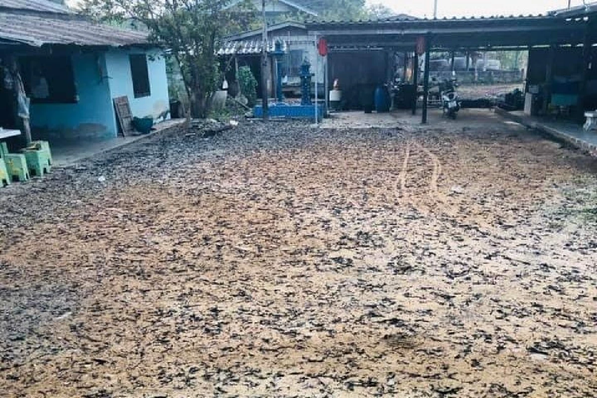 กาญจน์วิกฤต PM2.5ค่าฝุ่นเกินมาตรฐาน ผู้ว่าฯสั่งห้ามจุดไฟเผาไร่อ้อย