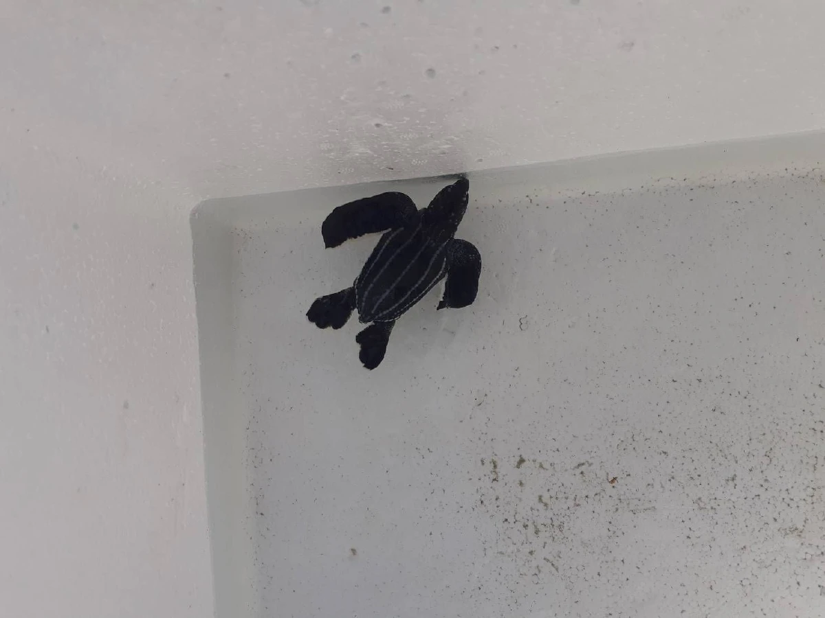 ข่าวดี!พบแม่เต่ามะเฟืองขึ้นมาวางไข่รังที่ 6 ริมชายหาดพังงา