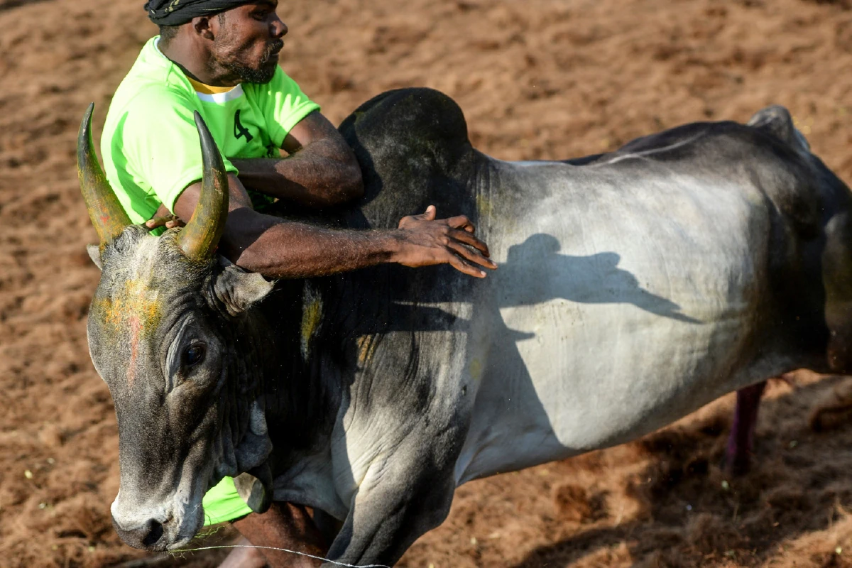 ความดุเดือดของเทศกาลปล้ำวัวที่อินเดีย สู้กันถึงตายเพื่อคว้าเงินรางวัล