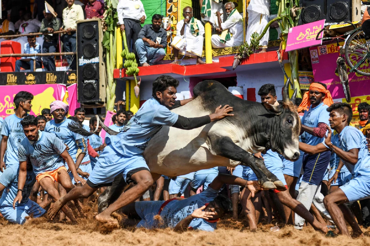ความดุเดือดของเทศกาลปล้ำวัวที่อินเดีย สู้กันถึงตายเพื่อคว้าเงินรางวัล
