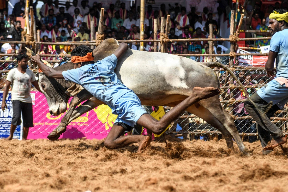 ความดุเดือดของเทศกาลปล้ำวัวที่อินเดีย สู้กันถึงตายเพื่อคว้าเงินรางวัล