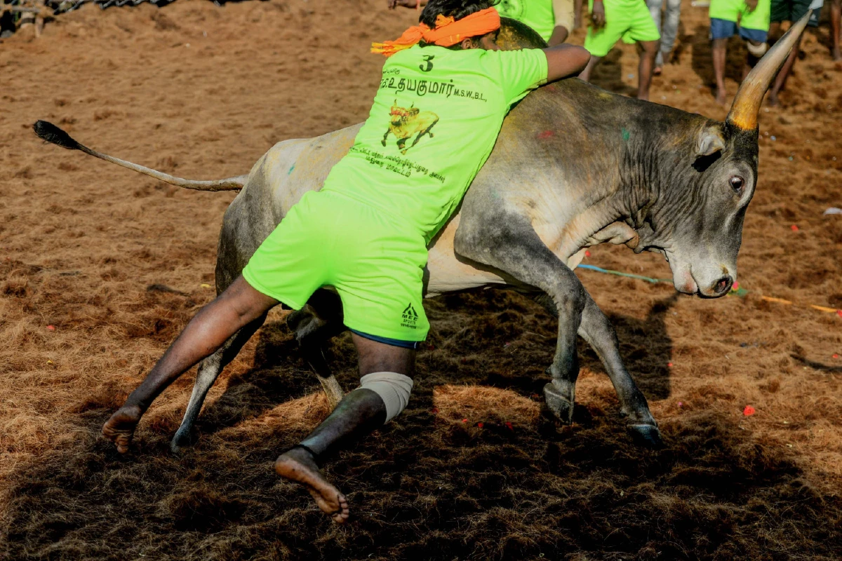 ความดุเดือดของเทศกาลปล้ำวัวที่อินเดีย สู้กันถึงตายเพื่อคว้าเงินรางวัล
