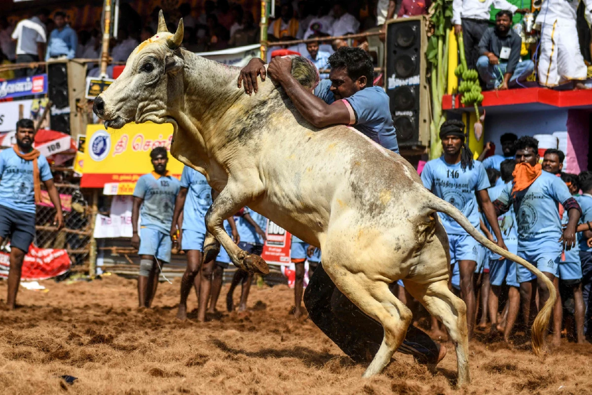 ความดุเดือดของเทศกาลปล้ำวัวที่อินเดีย สู้กันถึงตายเพื่อคว้าเงินรางวัล