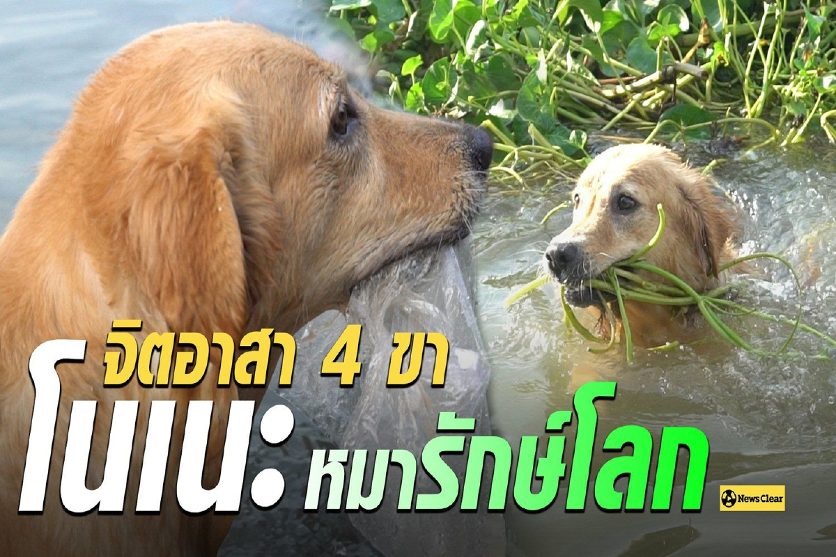 8 ปีที่ว่ายน้ำเก็บขยะในคลอง "โนเนะ จิตอาสา" หมารักษ์โลก 8 ปีที่ว่ายน้ำเก็บขยะในคลอง "โนเนะ จิตอาสา" หมารักษ์โลก