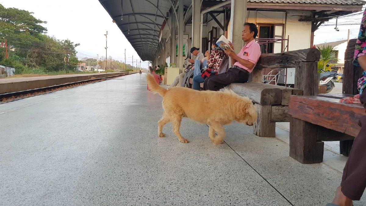 อย่างทึ่ง! เจ้ากี้สุนัขจรจัดอารมณ์ดีเห่าหอนทันทีเมื่อได้ยินเพลงชาติ