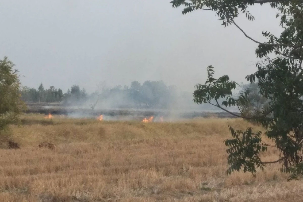 ไม่สนคำเตือน!ชาวนาเผาตอซังข้าวส่งผลกระทบสิ่งแวดล้อม