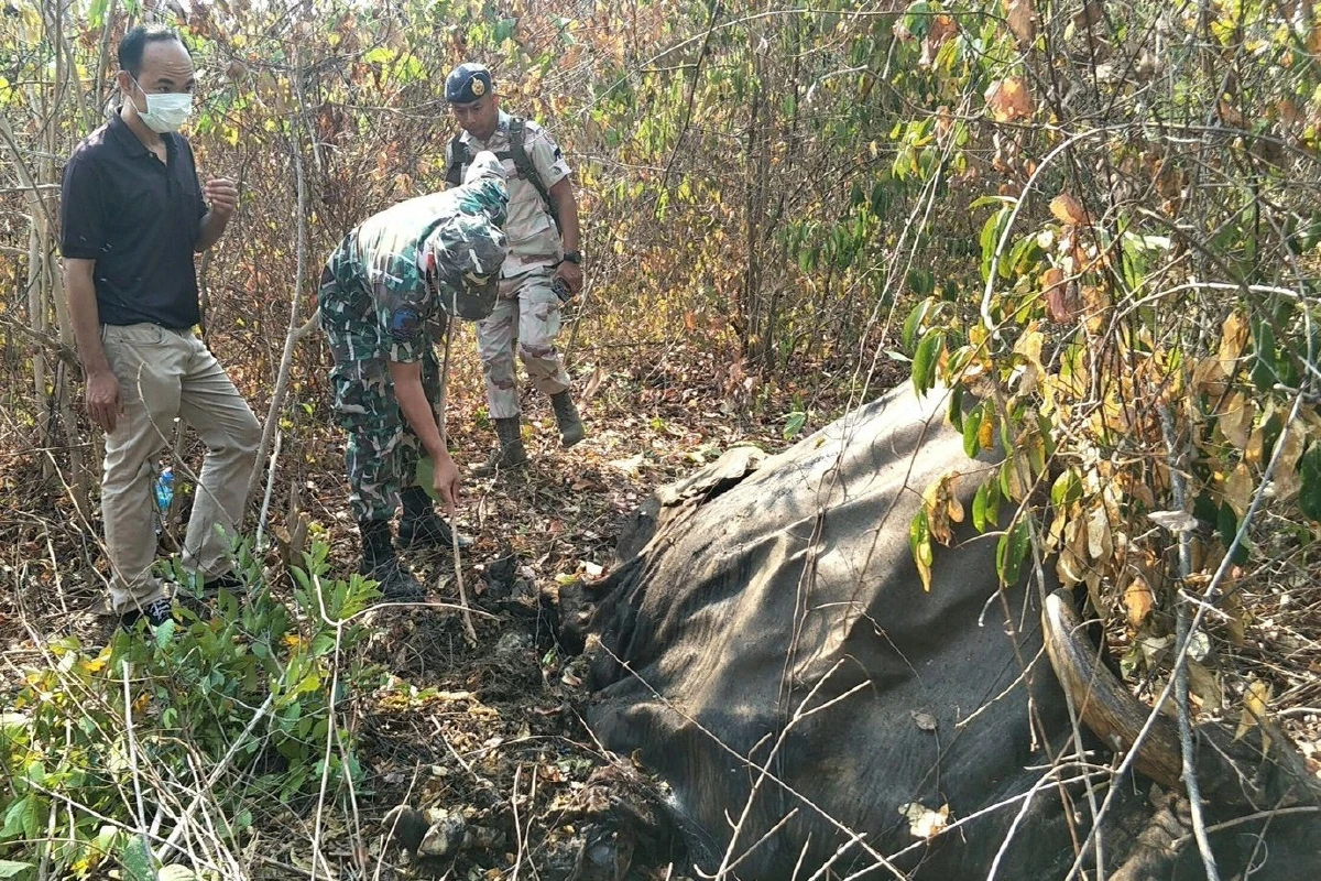 พบซากกระทิงป่วยตายในป่าฟื้นฟูเร่งทำลายซากป้องกันเชื้อโรคแพร่ระบาด