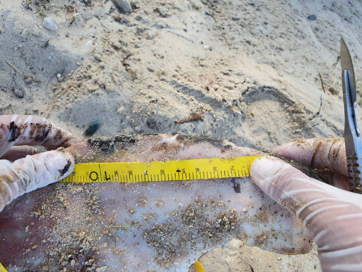 พบซากโลมาปากขวดเกยหาดหัวไทรคาดติดเครื่องมือประมง