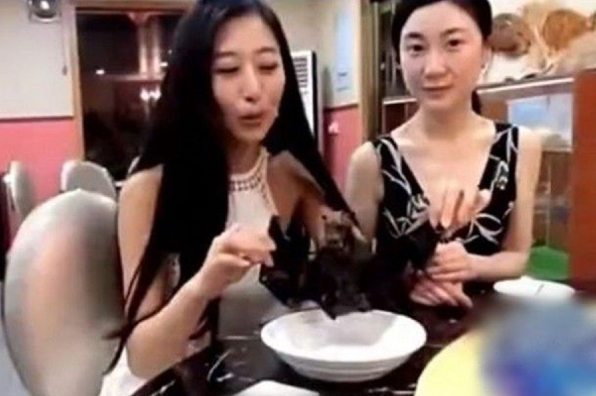 สาวจีนขอโทษกินค้างคาวที่แปซิฟิก ไม่รู้ว่าเป็นพาหะนำโรคร้ายแรงได้ สาวจีนขอโทษกินค้างคาวที่แปซิฟิก ไม่รู้ว่าเป็นพาหะนำโรคร้ายแรงได้