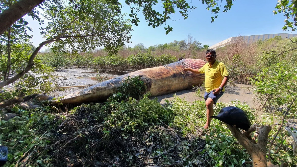 เร่งหาสาเหตุการตายของวาฬบรูด้าเกยตื้นในป่าชายเลนย่านบางปู