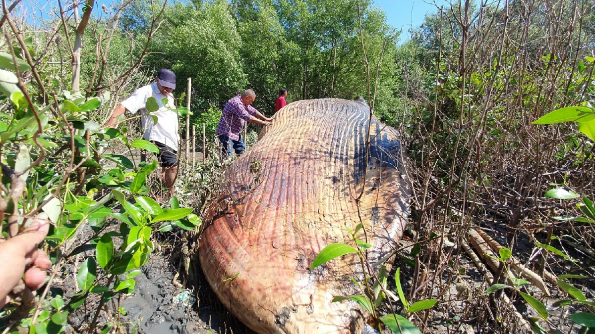 เร่งหาสาเหตุการตายของวาฬบรูด้าเกยตื้นในป่าชายเลนย่านบางปู