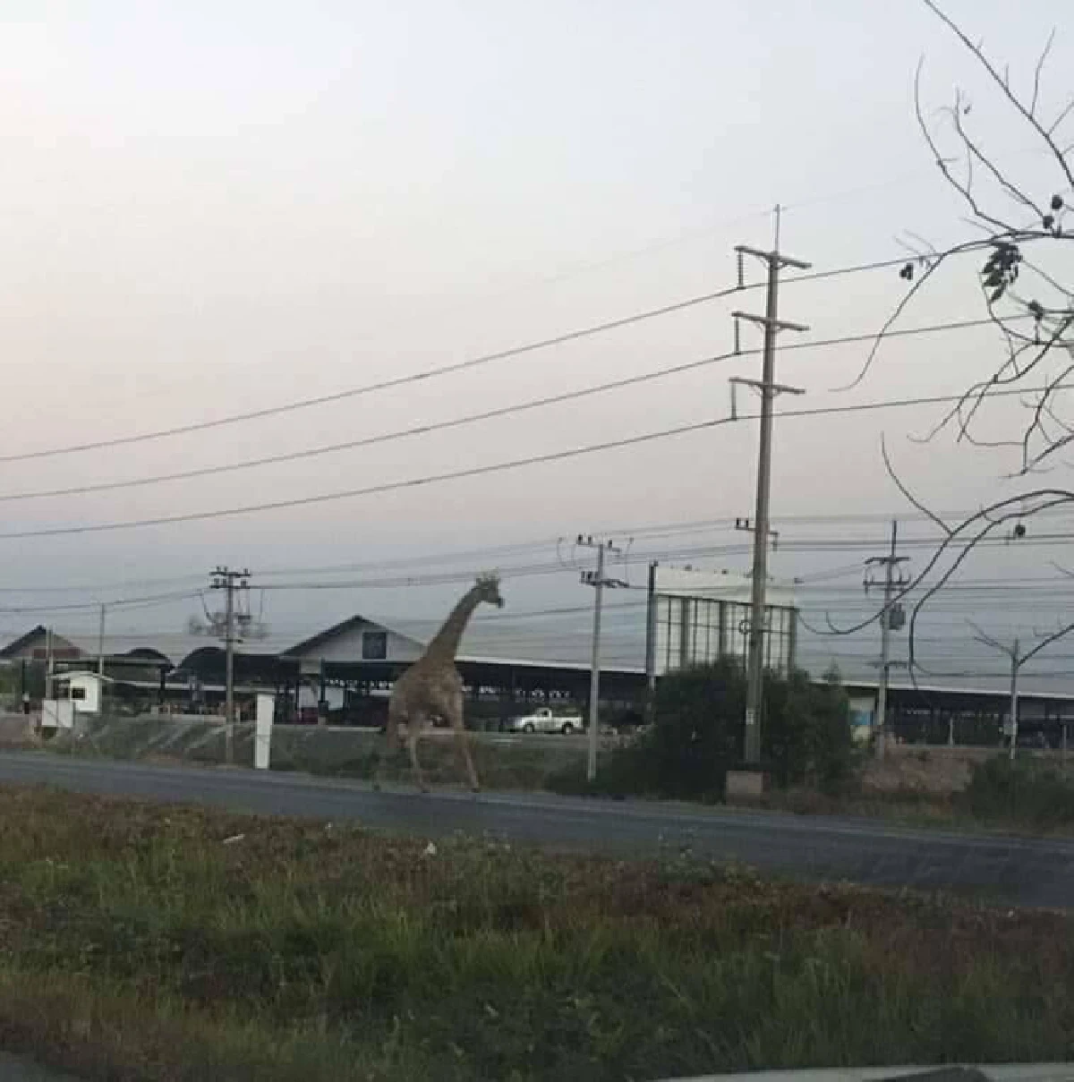 ยีราฟหลุดจากรถบรรทุกขณะเคลื่อนย้าย วิ่งเตลิดกลางถนนฉะเชิงเทรา