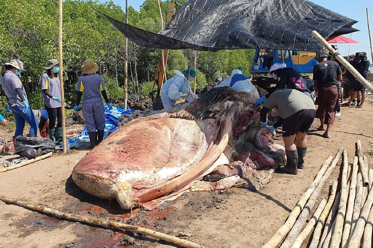 ชาวบ้านนิมนต์พระสวดบังสุกุลซากปลาวาฬบรูด้า สัตวแพทย์ระบุสาเหตุตายกระแทกของแข็ง