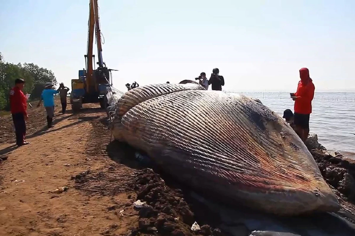 ชาวบ้านนิมนต์พระสวดบังสุกุลซากปลาวาฬบรูด้า สัตวแพทย์ระบุสาเหตุตายกระแทกของแข็ง