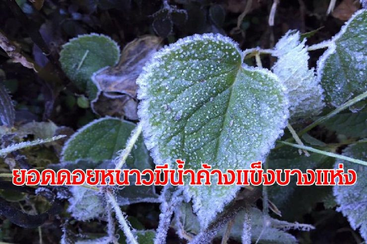 อุตุฯ เผย เหนือ อีสานอากาศเย็น ยอดดอยหนาว มีน้ำค้างแข็ง กทม.ฝุ่นลดลง อุตุฯ เผย เหนือ อีสานอากาศเย็น ยอดดอยหนาว มีน้ำค้างแข็ง กทม.ฝุ่นลดลง