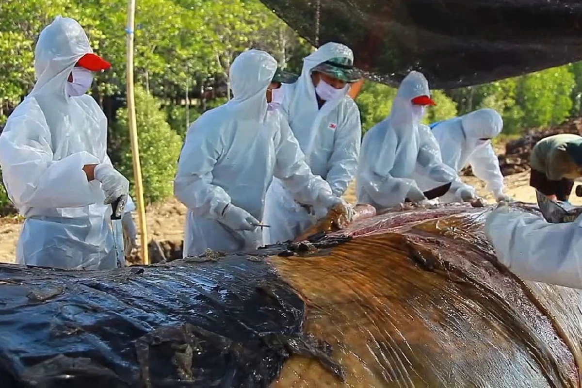 ชาวบ้านนิมนต์พระสวดบังสุกุลซากปลาวาฬบรูด้า สัตวแพทย์ระบุสาเหตุตายกระแทกของแข็ง