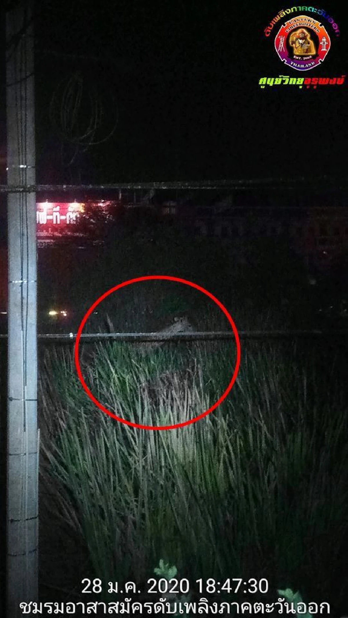 ยีราฟหลุดจากรถบรรทุกขณะเคลื่อนย้าย วิ่งเตลิดกลางถนนฉะเชิงเทรา