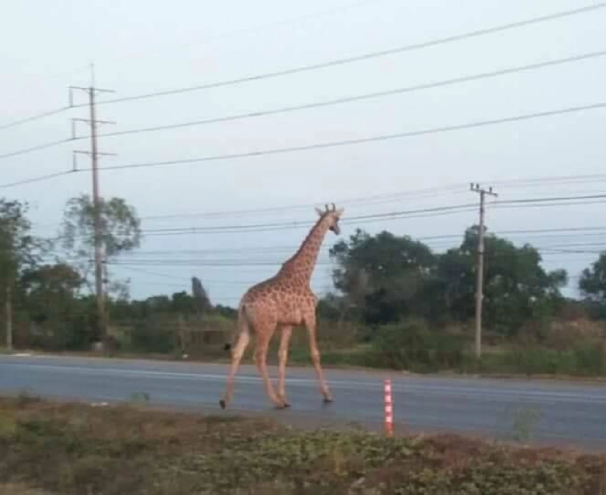 ยีราฟหลุดจากรถบรรทุกขณะเคลื่อนย้าย วิ่งเตลิดกลางถนนฉะเชิงเทรา