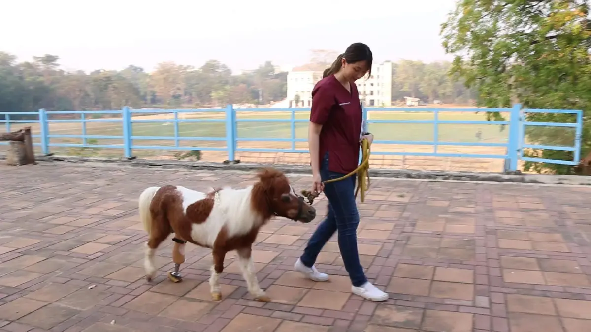 คณะสัตวแพทย์มข.เจ๋งผลิตขาเทียมให้ม้าพิการสำเร็จครั้งแรกของประเทศ