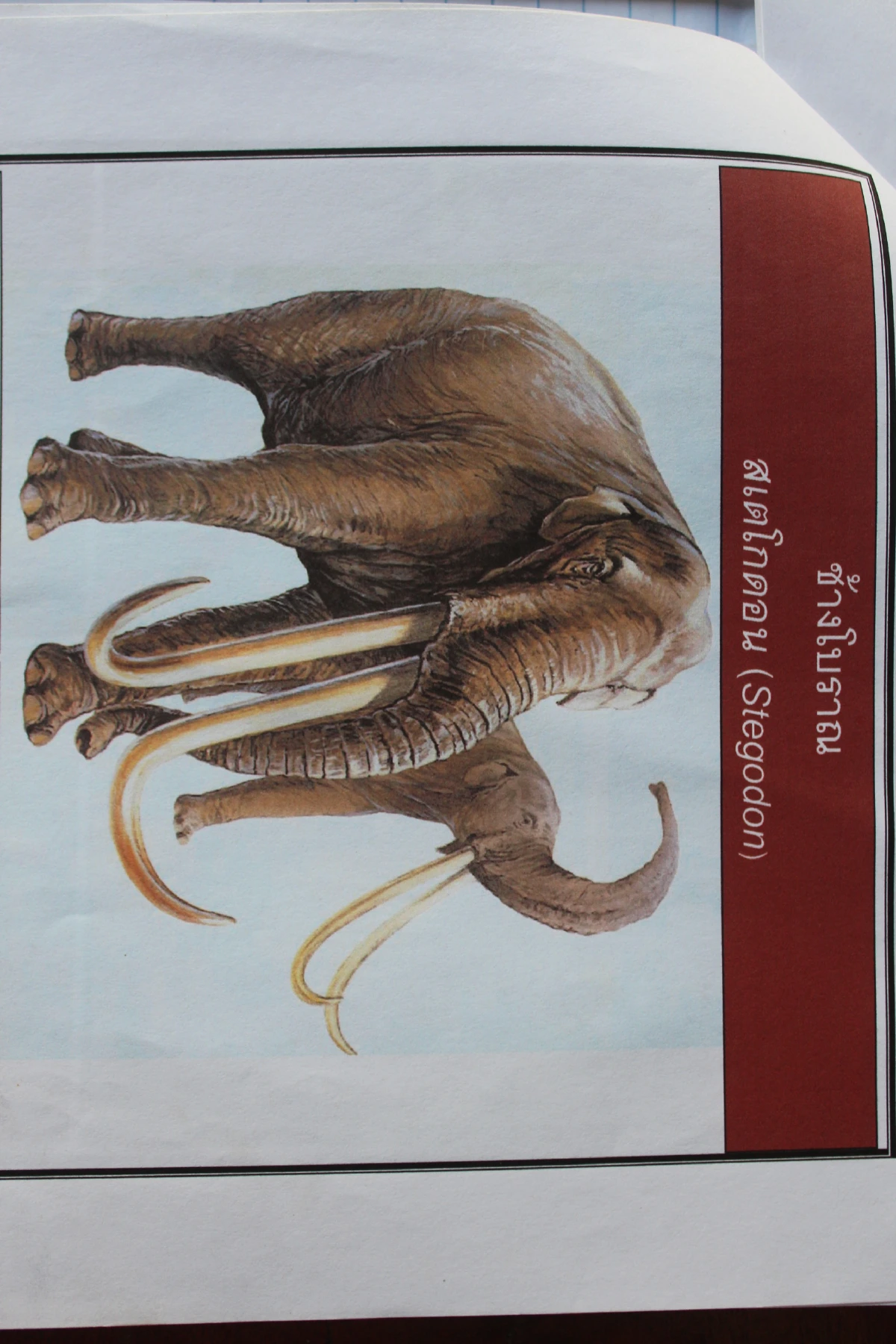 ตะลึง !พบพระดังโคราชเก็บซากช้างโบราณอายุ 16 ล้านปีในตู้เซฟ