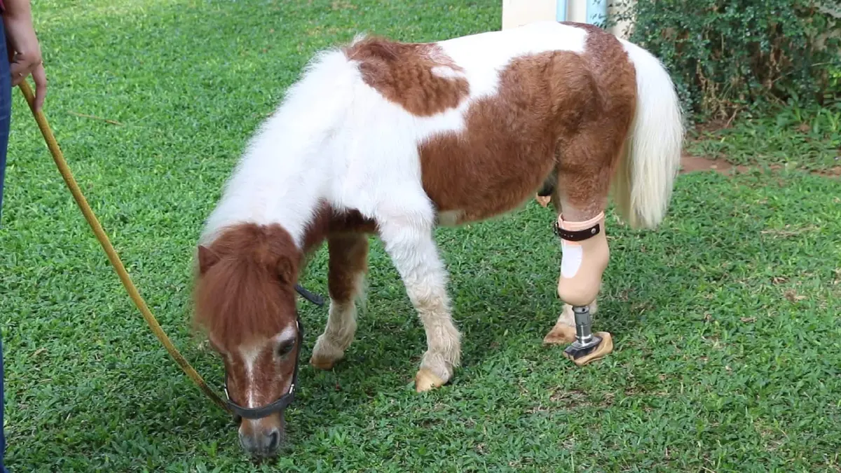 คณะสัตวแพทย์มข.เจ๋งผลิตขาเทียมให้ม้าพิการสำเร็จครั้งแรกของประเทศ