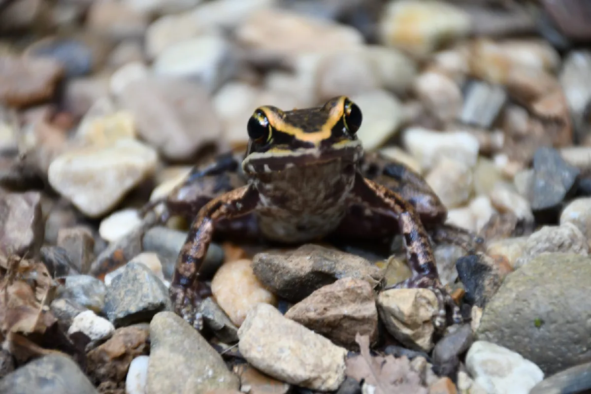 ข่าวดี!พบ"กบสังขละ-งูหางแฮ่ม"สัตว์ป่าหายากไม่เจอมานานกว่า 20 ปี