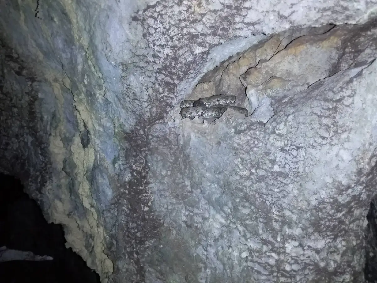 ข่าวดี!พบ"กบสังขละ-งูหางแฮ่ม"สัตว์ป่าหายากไม่เจอมานานกว่า 20 ปี