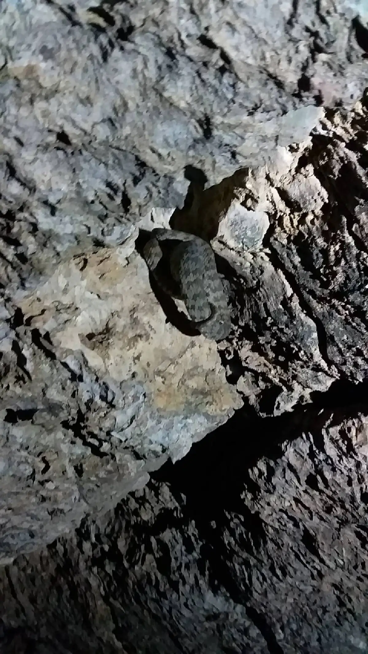 ข่าวดี!พบ"กบสังขละ-งูหางแฮ่ม"สัตว์ป่าหายากไม่เจอมานานกว่า 20 ปี