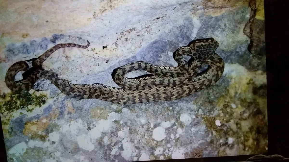 ข่าวดี!พบ"กบสังขละ-งูหางแฮ่ม"สัตว์ป่าหายากไม่เจอมานานกว่า 20 ปี