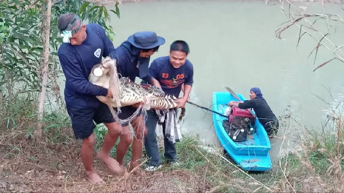 ชาวบ้านโล่งใจ! ชุดไกรทองเขื่อนป่าสักฯจับจระเข้ยาว2เมตร 