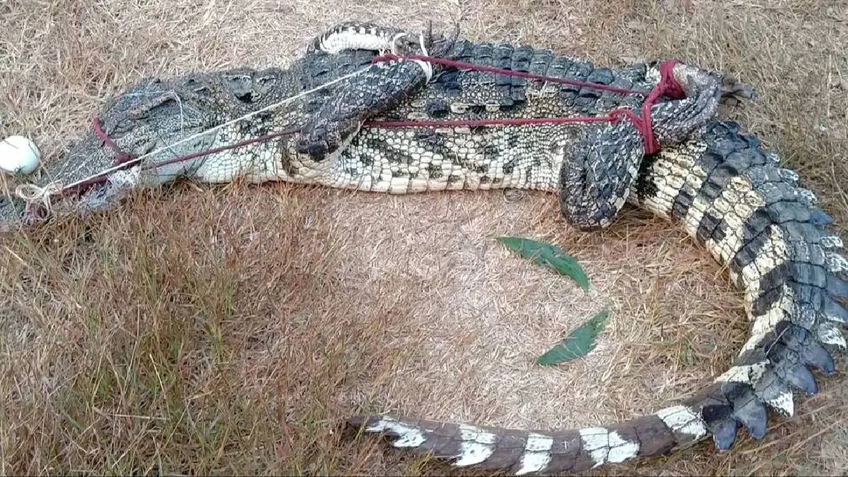 ชาวบ้านโล่งใจ! ชุดไกรทองเขื่อนป่าสักฯจับจระเข้ยาว2เมตร 
