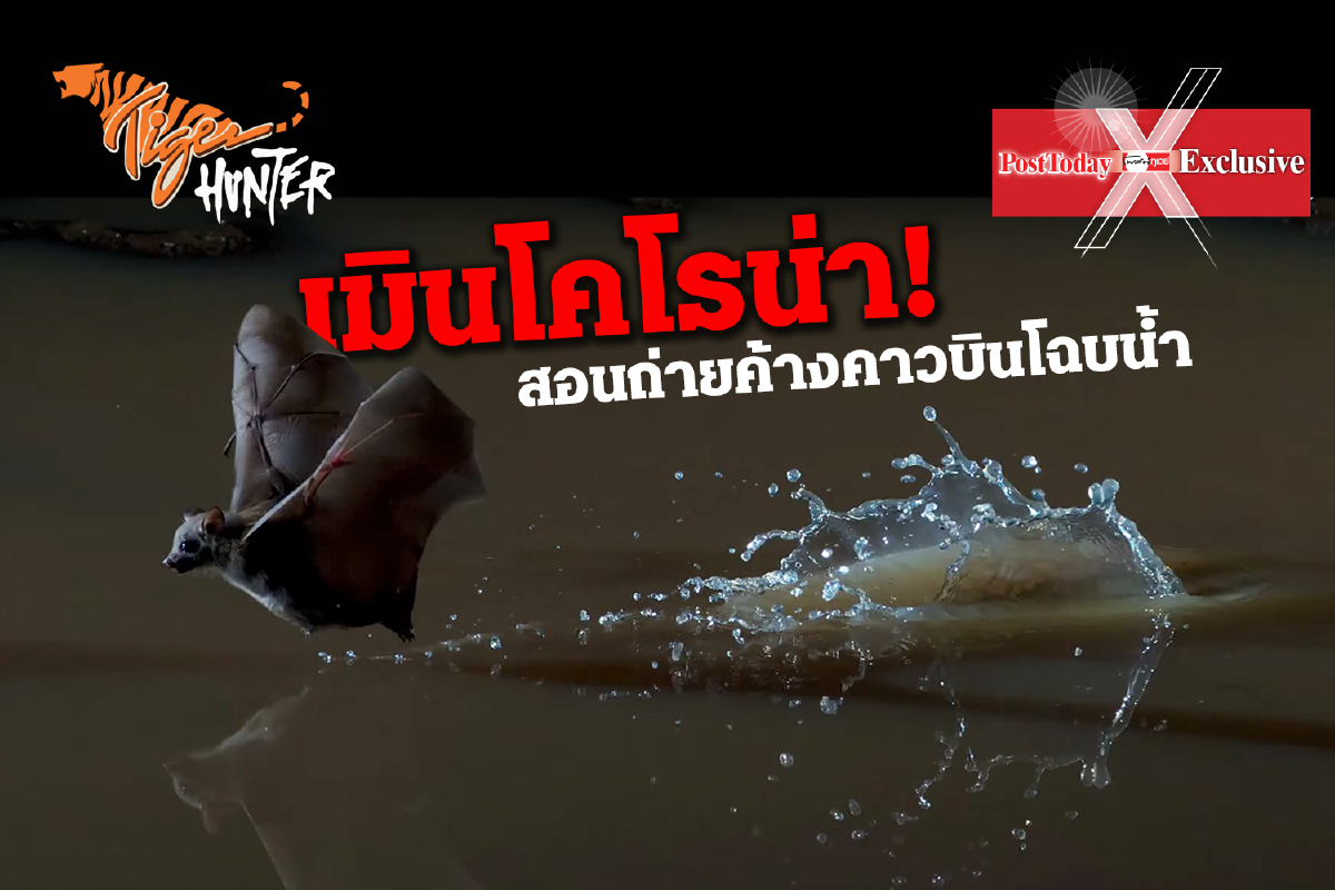 สอนถ่ายค้างคาวบินโฉบน้ำเมินไวรัสโคโรนา สอนถ่ายค้างคาวบินโฉบน้ำเมินไวรัสโคโรนา