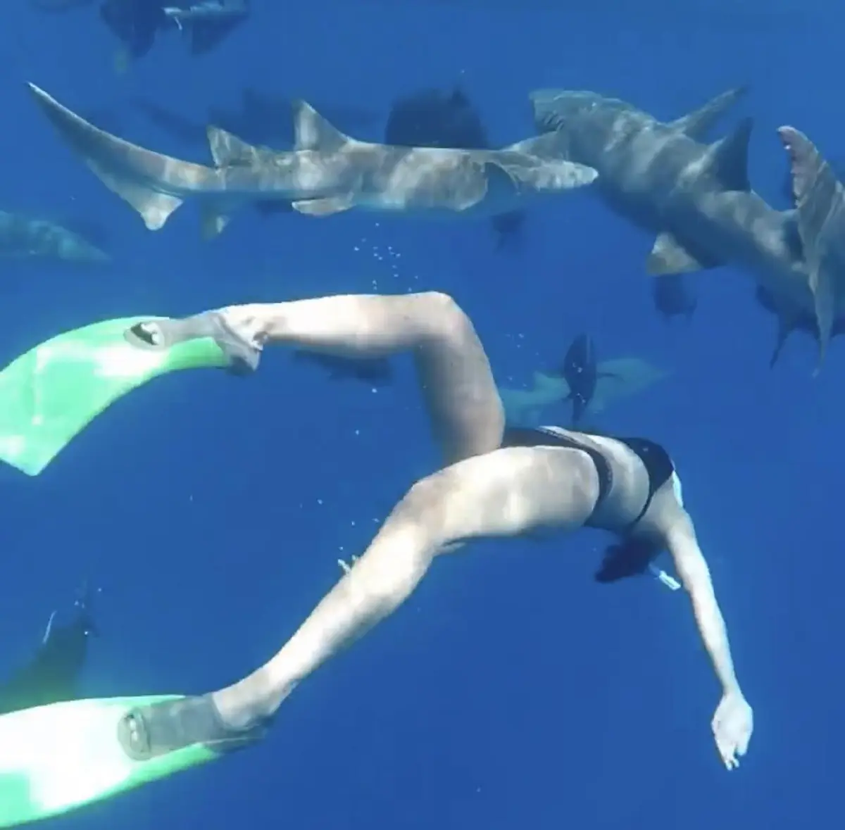 นท เดอะสตาร์ สวมชุดว่ายน้ำ! เริงร่าใต้ท้องทะเลกับฝูงปลาฉลาม 