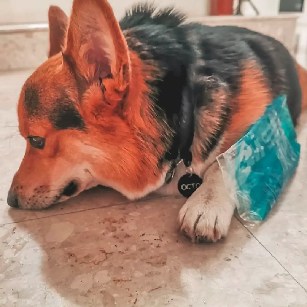 "มิน พีชญา" อัพเดทอาการพี่เลี้ยงและสุนัขที่บ้าน หลังถูกสุนัขปริศนากัด