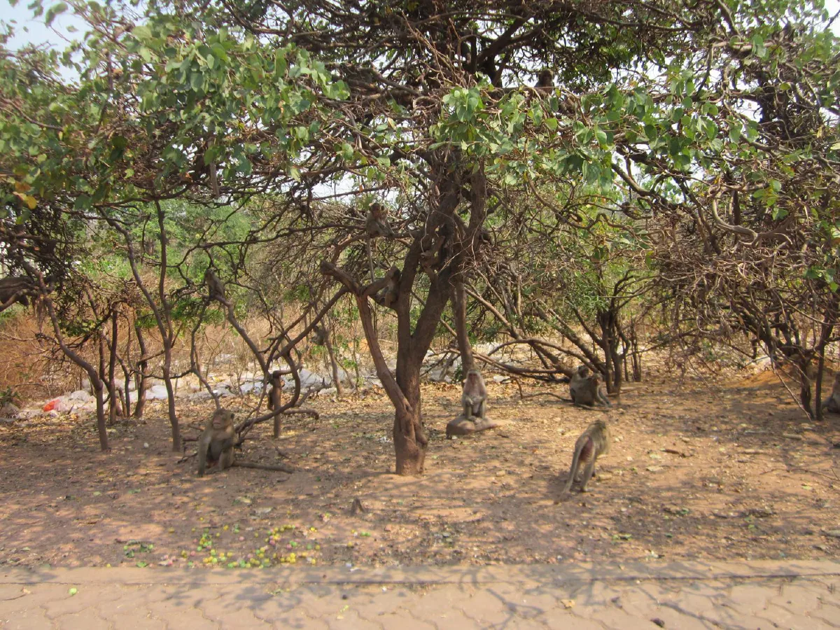 เกษตรกร"เหนื่อยจนท้อ"เจ้าจ๋อลงจากเขาหน่อกัดกินพืชไร่ราบเป็นหน้ากอง