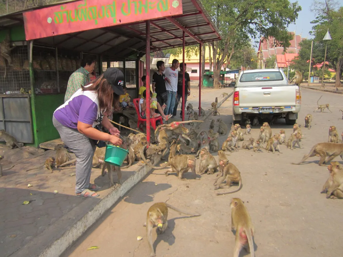 เกษตรกร"เหนื่อยจนท้อ"เจ้าจ๋อลงจากเขาหน่อกัดกินพืชไร่ราบเป็นหน้ากอง