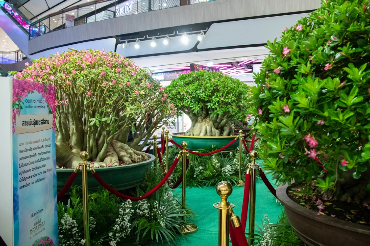 'เสน่ห์ชวนชม' เที่ยวโคราชดูชวนชมสายพันธุ์หายาก ราคาหลักล้าน