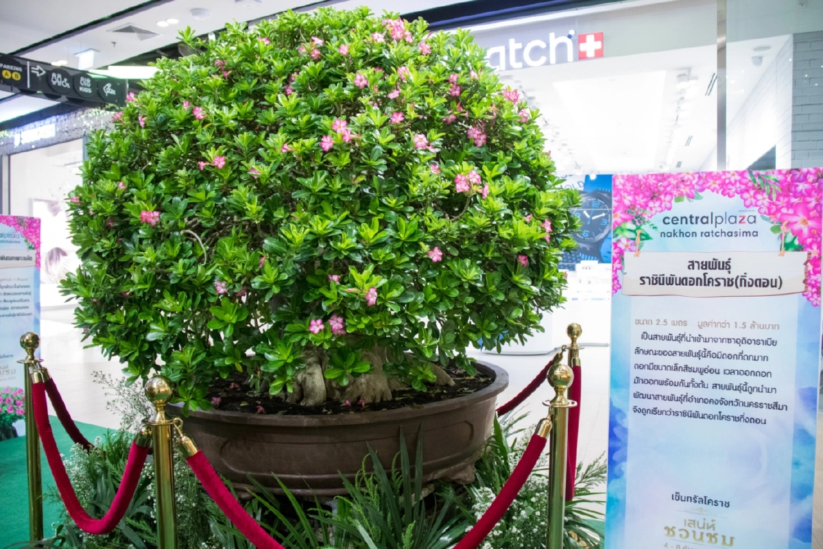 'เสน่ห์ชวนชม' เที่ยวโคราชดูชวนชมสายพันธุ์หายาก ราคาหลักล้าน