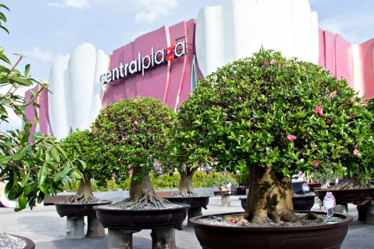 'เสน่ห์ชวนชม' เที่ยวโคราชดูชวนชมสายพันธุ์หายาก ราคาหลักล้าน