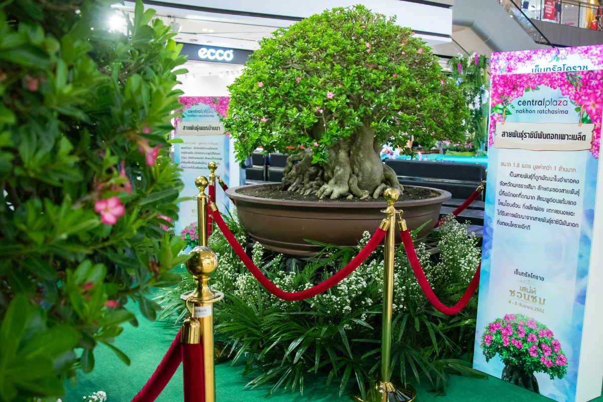 'เสน่ห์ชวนชม' เที่ยวโคราชดูชวนชมสายพันธุ์หายาก ราคาหลักล้าน