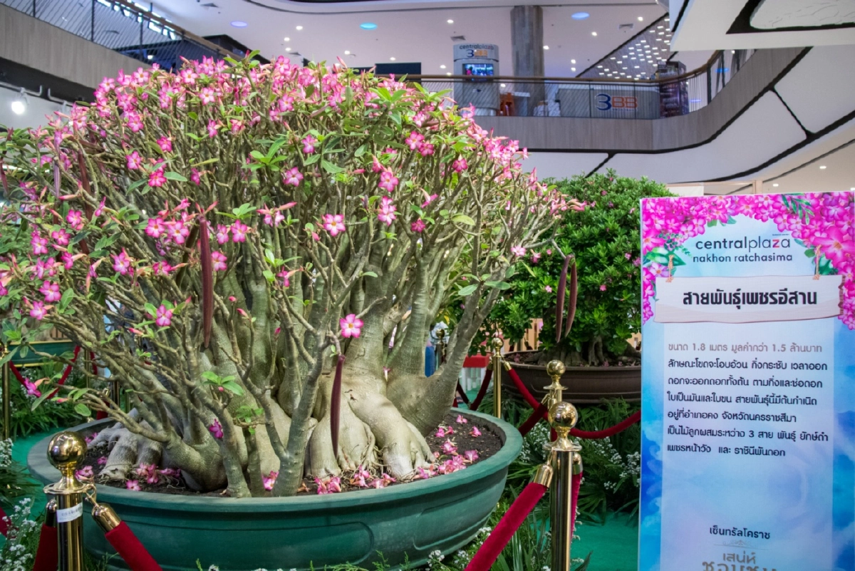 'เสน่ห์ชวนชม' เที่ยวโคราชดูชวนชมสายพันธุ์หายาก ราคาหลักล้าน