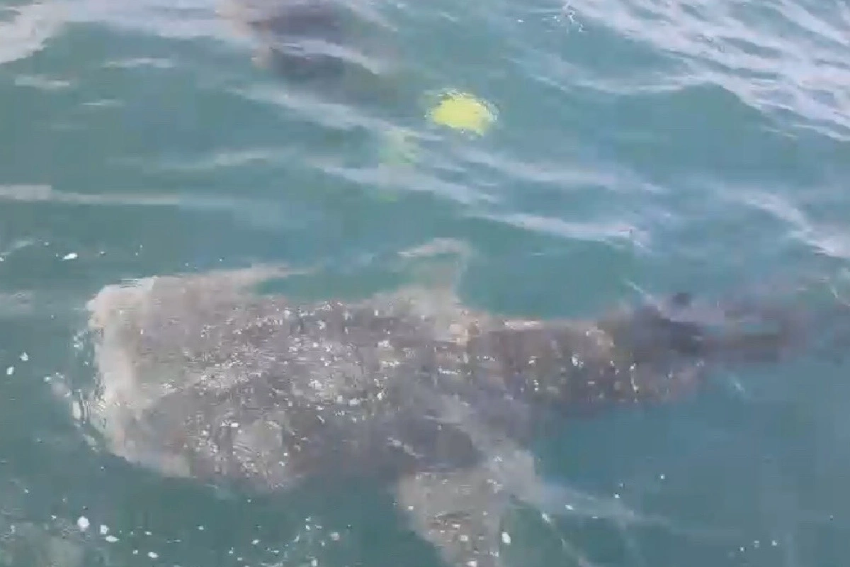 บ่งชี้ความสมบูรณ์ทางทะเล ฉลามวาฬใหญ่โผล่เกาะเต่า