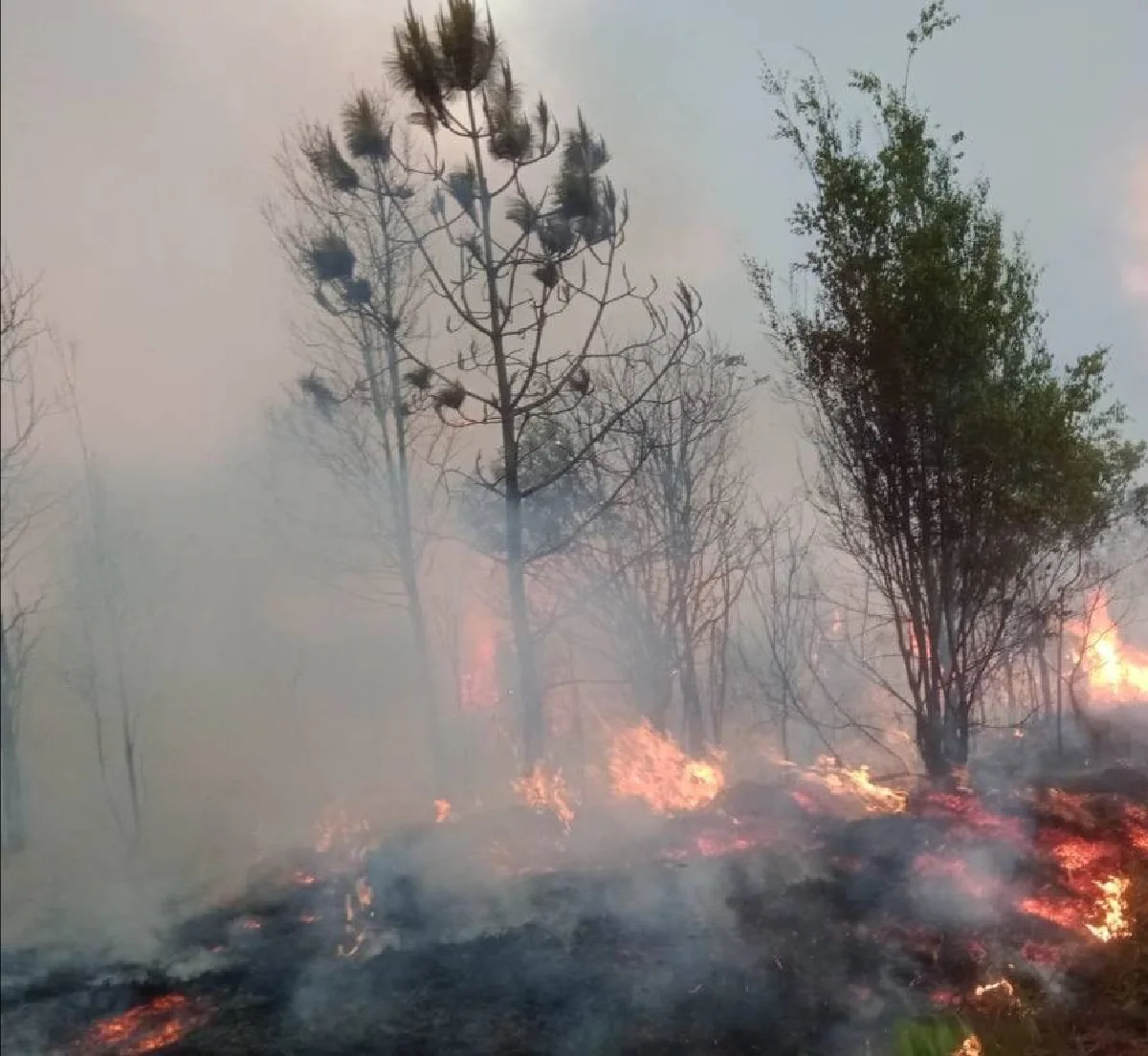 เจ้าหน้าที่เร่งดับไฟป่า"ภูกระดึง" ป่าสน-ทุ่งหญ้าเสียหายกว่า 2พันไร่