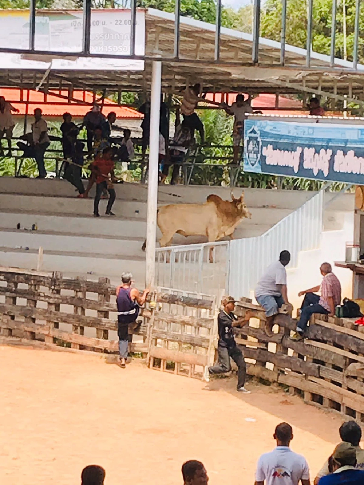 วัวชนเมืองตรังคลั่งหลังแพ้คู่ต่อสู้พังประตูเหล็กไล่ขวิดคนดูหนีตายจ้าละหวั่น